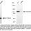 Thumbnail: KD-Validated Anti-Aryl Hydrocarbon Receptor Rabbit Monoclonal Ab#61360