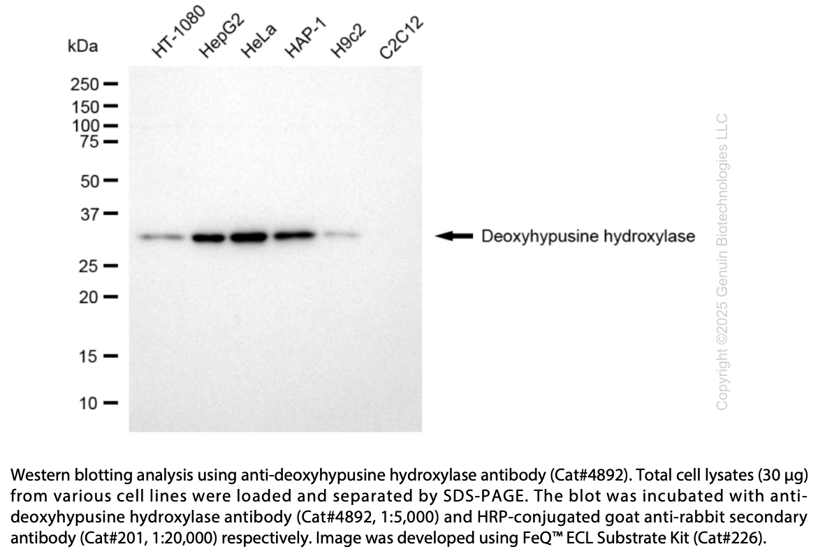 Anti-DOHH Rabbit Monoclonal Ab #4892