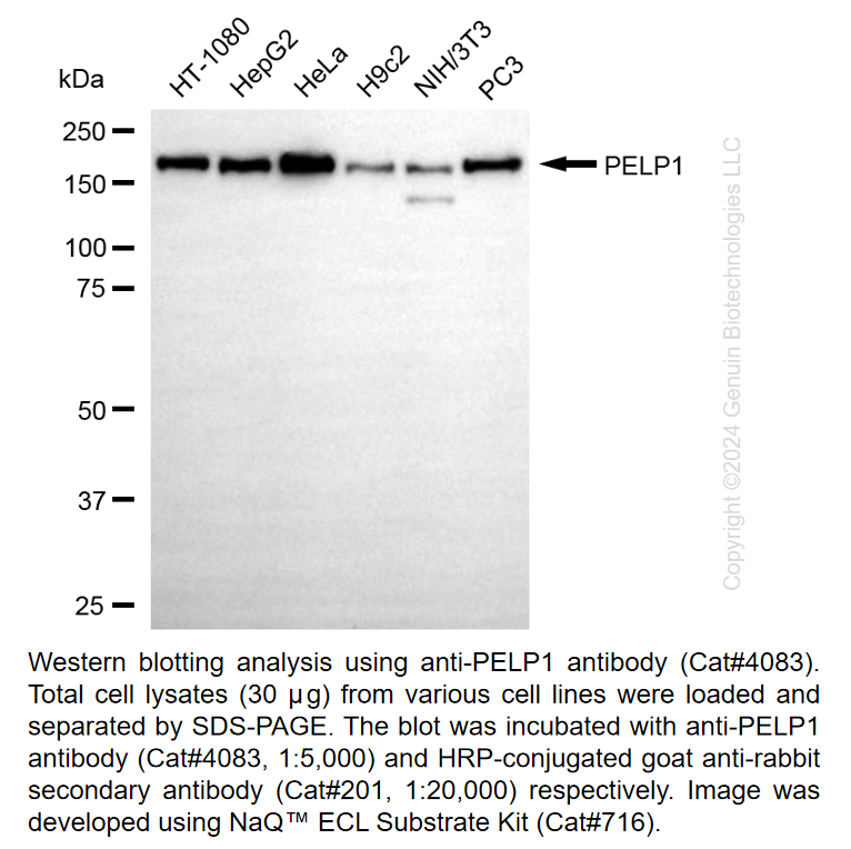 Anti-PELP1 Rabbit Monoclonal Ab #4083