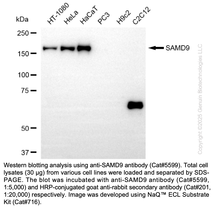 Anti-SAMD9 Rabbit Monoclonal Ab #5599