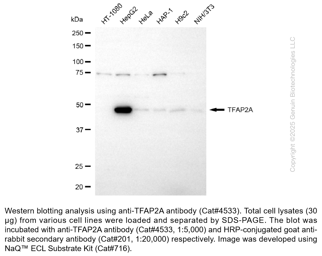 Anti-TFAP2A Rabbit Monoclonal Ab #4533