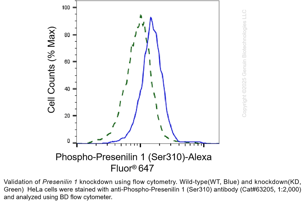Thumbnail: KD-Validated Anti-Phospho-Presenilin 1 (Ser310) Rabbit Monoclonal Ab#63205