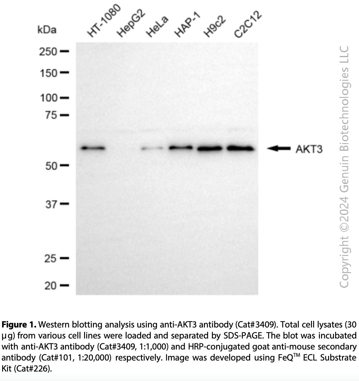 Anti-AKT3 Mouse Monoclonal Ab#3409