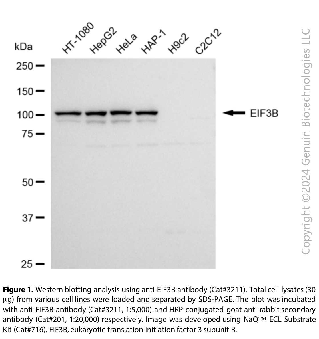 Anti-EIF3B Rabbit Monoclonal Ab#3211