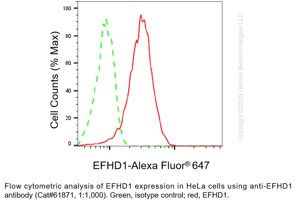 Thumbnail: KD-Validated Anti-EFHD1 Mouse Monoclonal Ab #61871
