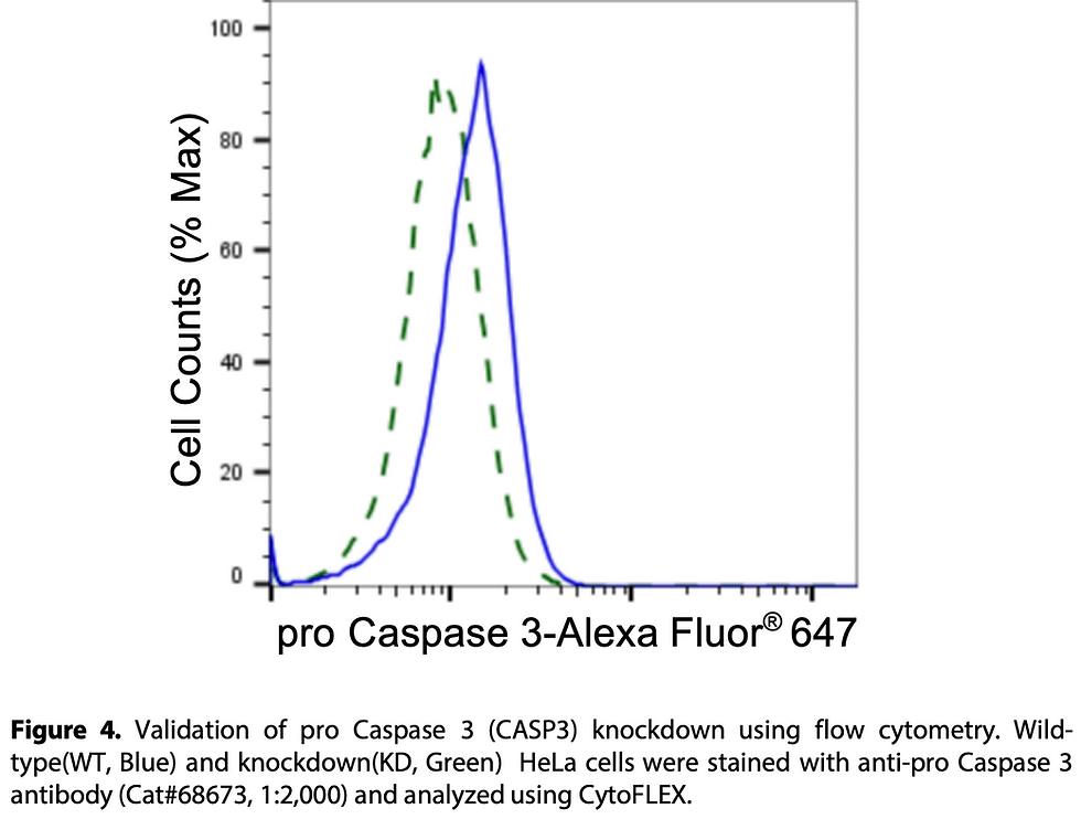 Thumbnail: KD-Validated Anti-Pro Caspase 3 Rabbit Moclonal Ab#68673