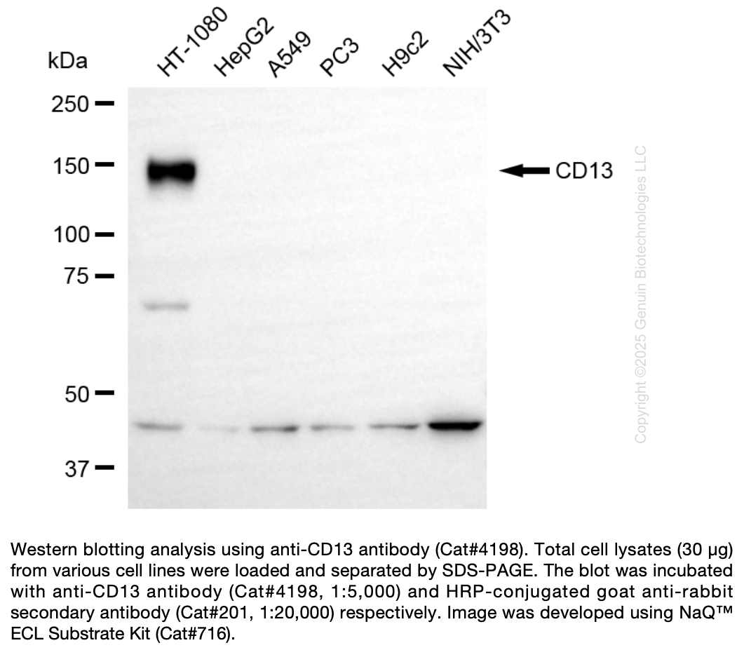 Anti-CD13 Rabbit Monoclonal Ab #4198
