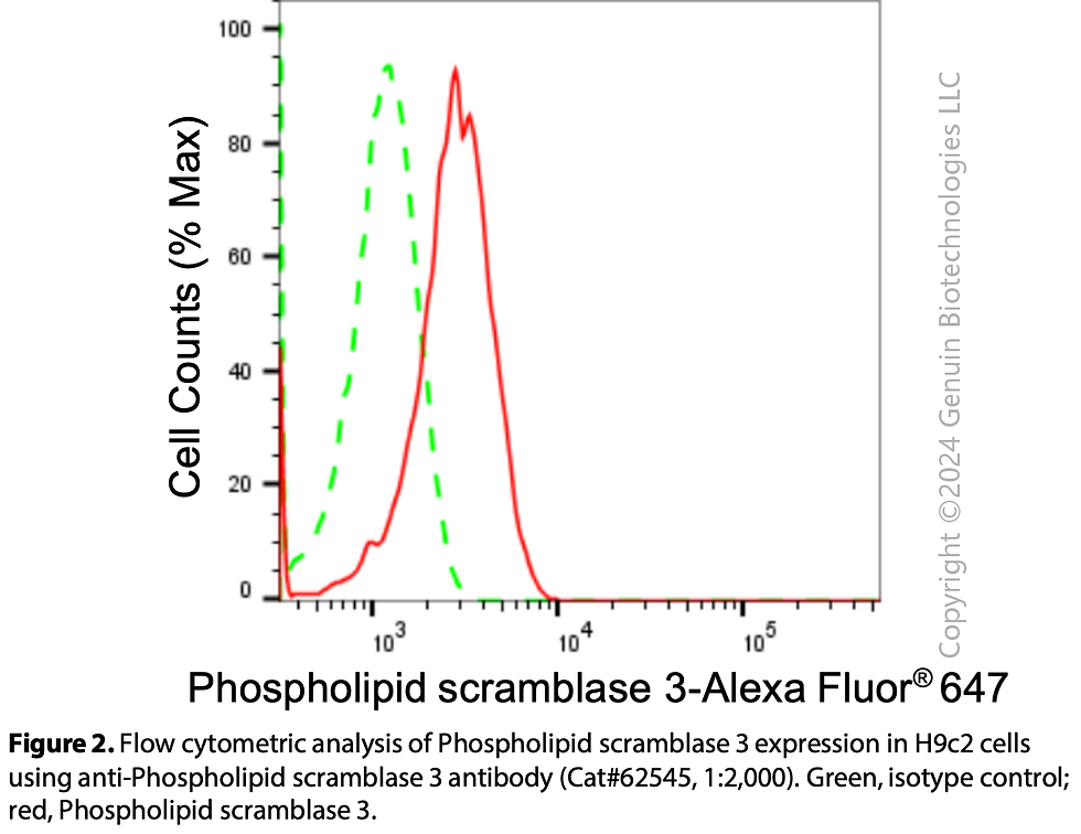 Thumbnail: KD-Validated Anti-Phospholipid Scramblase 3 Rabbit Monoclonal Ab#62545