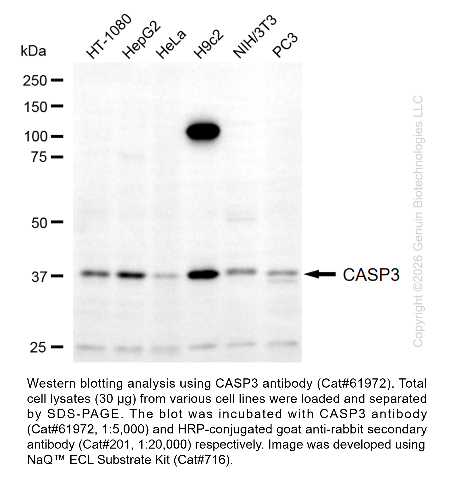 KD-Validated CASP3 Rabbit pAb #61972