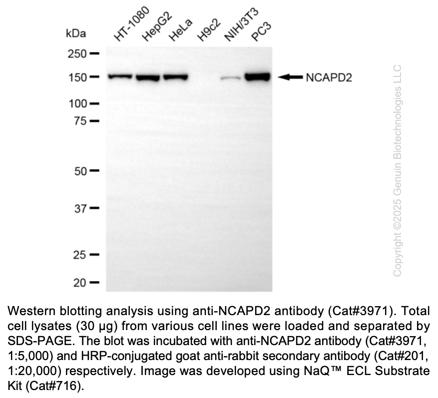 Anti-Non-SMC Condensin I Complex Subunit D2 Rabbit Monoclonal Ab #3971