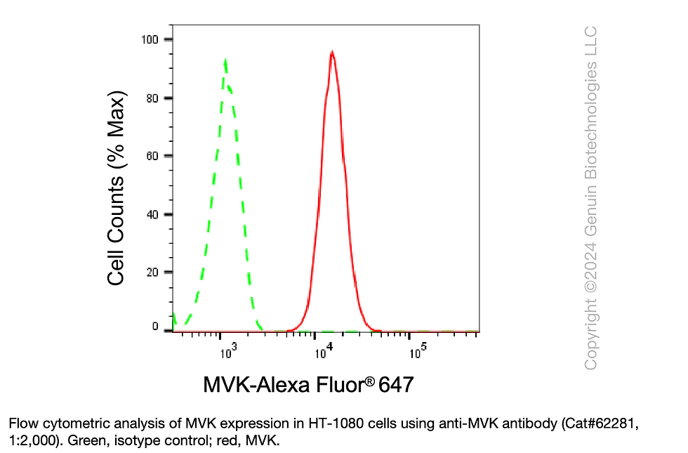 Thumbnail: KD-Validated Anti-Mevalonate Kinase Rabbit Monoclonal Ab#62281