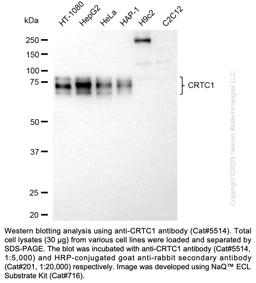 Anti-CRTC1 Rabbit mAb #5514