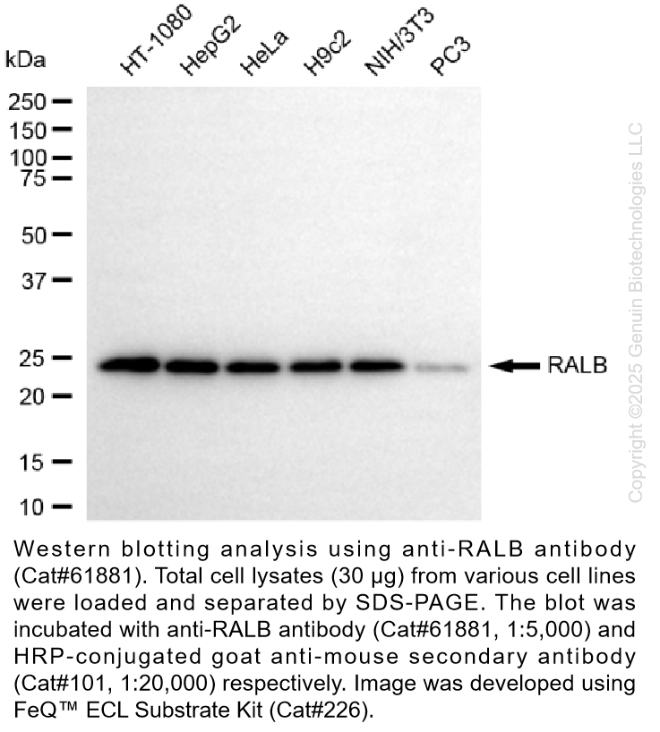 KD-Validated Anti-RALB Mouse Monoclonal Ab #61881