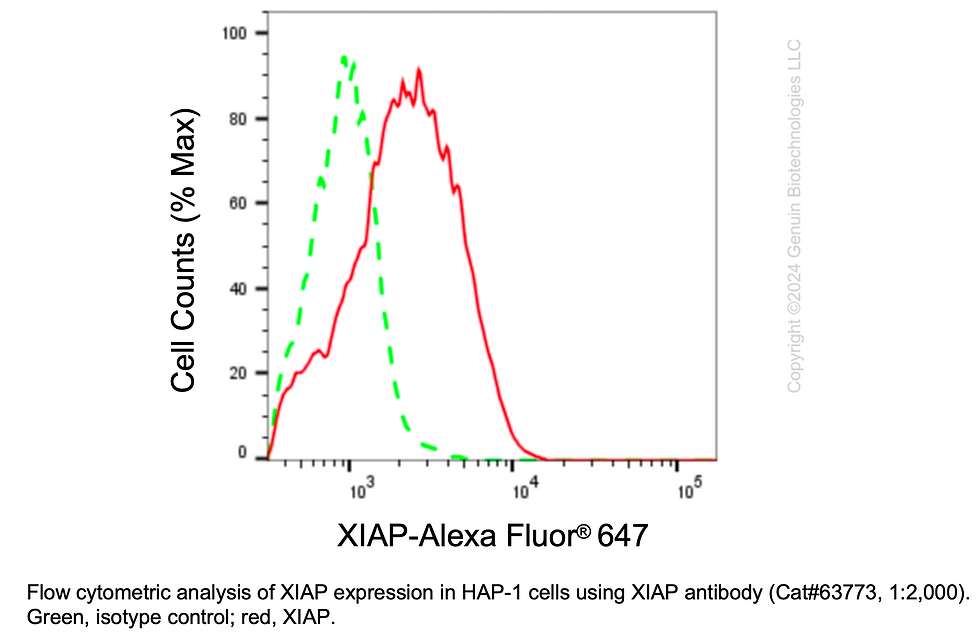 Thumbnail: KD-Validated Anti-XIAP Mouse Monoclonal Ab #63773