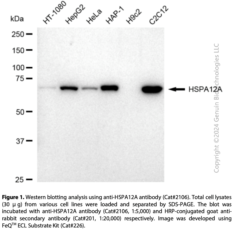 Thumbnail: Anti-HSPA12A Rabbit mAb #2106
