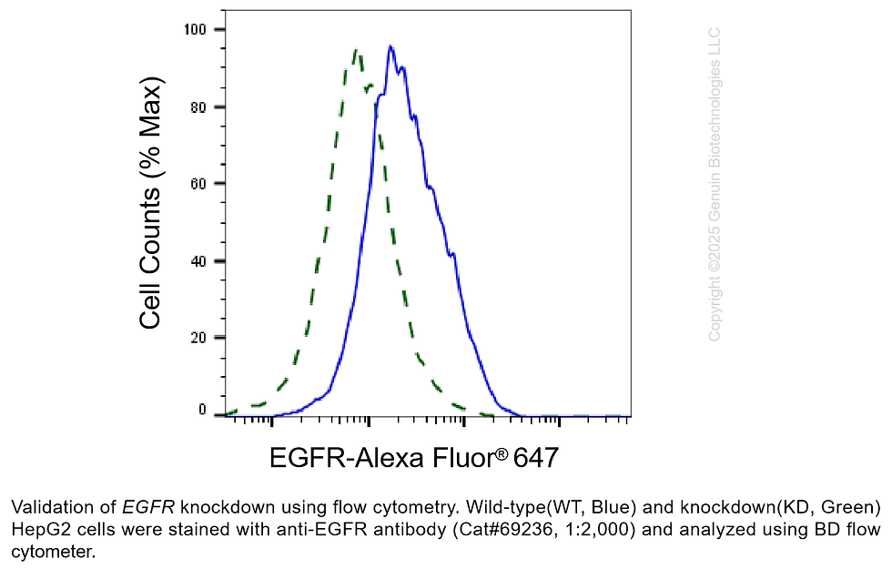Thumbnail: KD-Validated Anti-EGFR Rabbit Monoclonal Ab#69236
