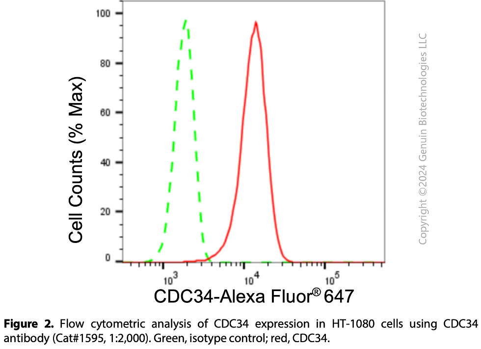 Thumbnail: Anti-CDC34 Rabbit mAb #1595