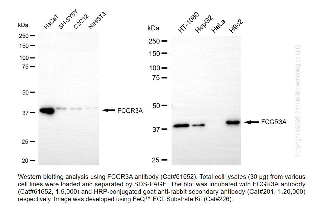 KD-Validated Anti-Fc Gamma Receptor IIIa Rabbit mAb #61652