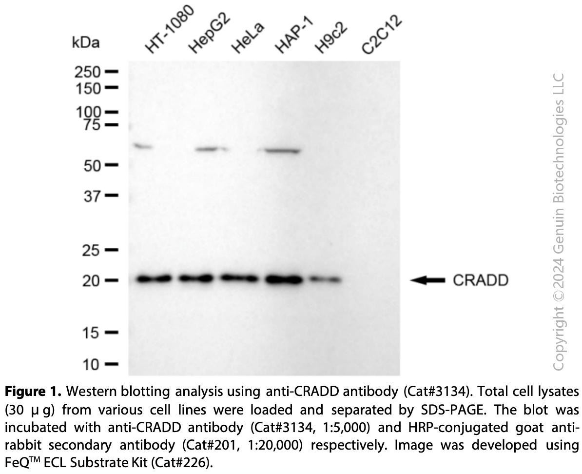 Anti-CRADD Rabbit mAb #3134