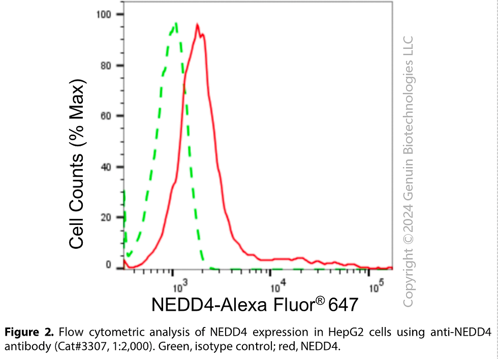 Thumbnail: Anti-NEDD4 E3 Ubiquitin Protein Ligase Rabbit Monoclonal Ab#3307