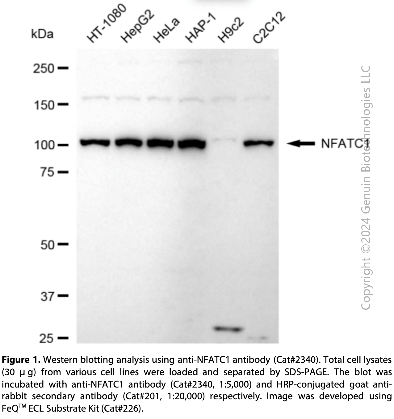 Anti-NFATC1 Rabbit mAb #2340