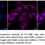 Thumbnail: KD-Validated Anti-Caveolin 3 Rabbit mAb #61345