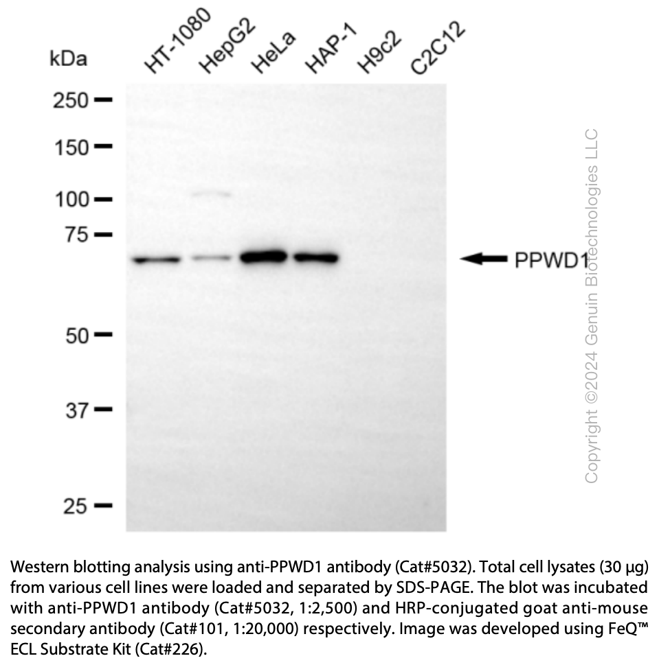 Anti-PPWD1 Mouse Monoclonal Ab #5032