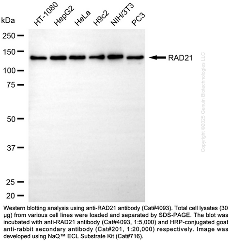 Non Functional Rad21 Anti-RAD21 Cohesin Complex Component Rabbit Monoclonal Ab #4093 ...