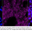 Thumbnail: KD-Validated Anti-Phospho-STAT3 (Tyr705) Rabbit Monoclonal Antibody#61715