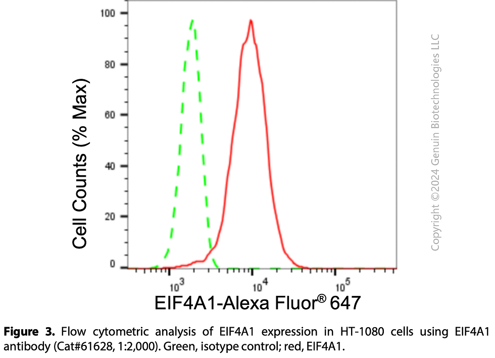 Thumbnail: KD-Validated Anti-EIF4A1 Rabbit Monoclonal Ab#61628