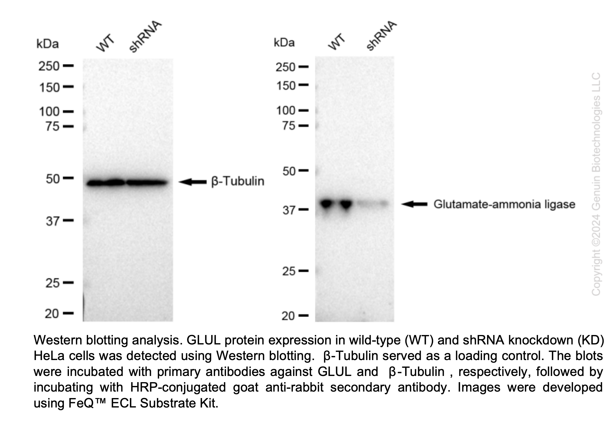 WB-Validated GLUL Knockdown Cell Lysate Kit#L63474