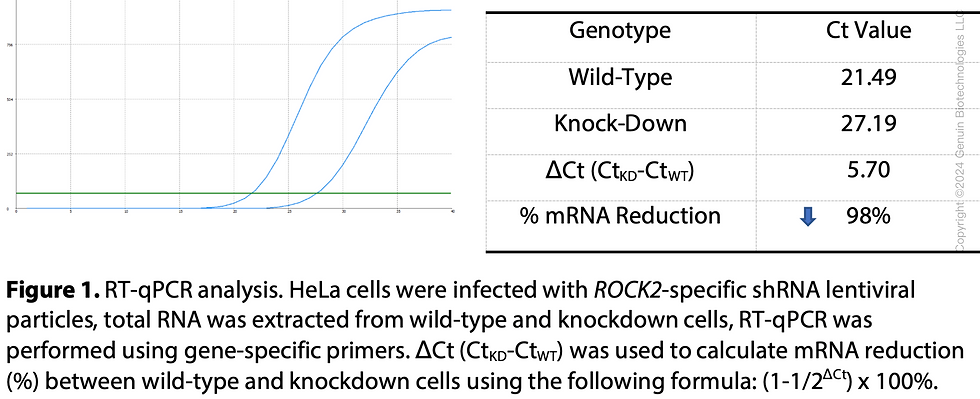 Thumbnail: Human ROCK2 Knockdown Cell Line (WB-Validated) #C61147