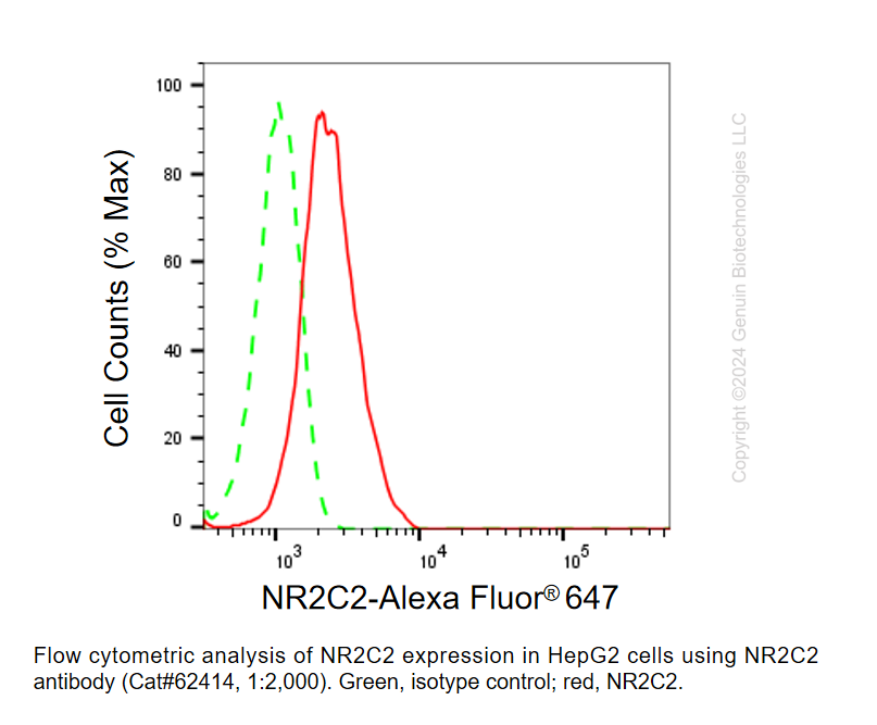 Thumbnail: KD-Validated Anti-NR2C2 Rabbit Monoclonal Ab#62414