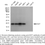 Thumbnail: KD-Validated Anti-DUT Rabbit Monoclonal Antibody#61945