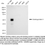 Thumbnail: Anti-DOK3 Mouse Monoclonal Ab #3887