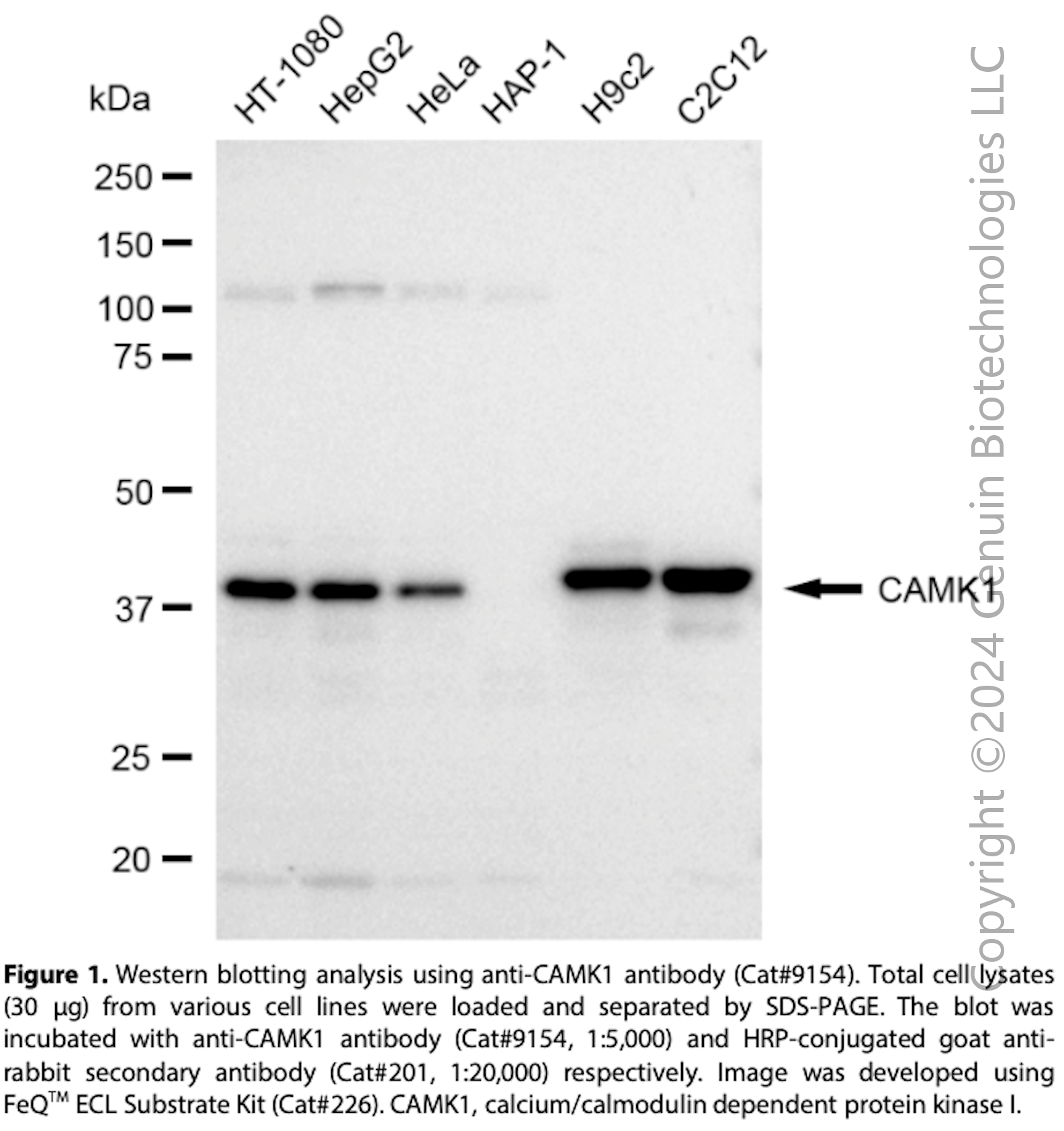 Anti-CAMK1 Rabbit mAb #9154