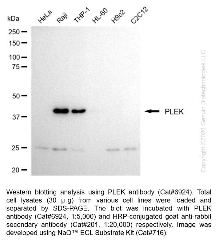PLEK Recombinant Rabbit mAb #6924