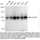 Thumbnail: KD-Validated Anti-ATP2A2 Rabbit Monoclonal Ab#61393