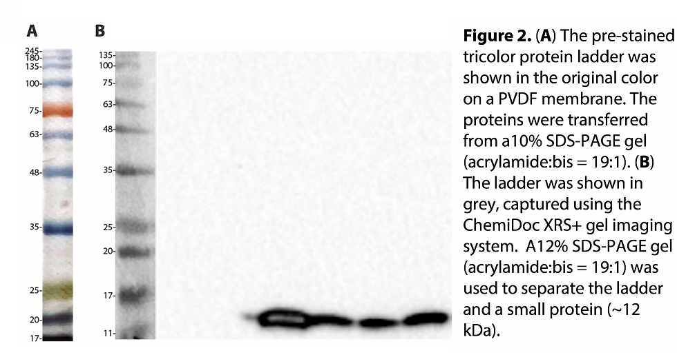 Thumbnail: Pre-Stained Tricolor Protein Ladder#L012