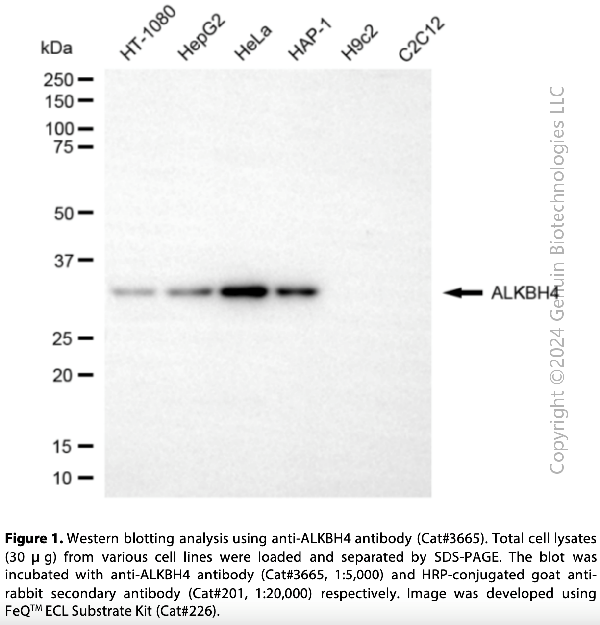 Anti-ALKBH4 Rabbit Monoclonal Ab #3665