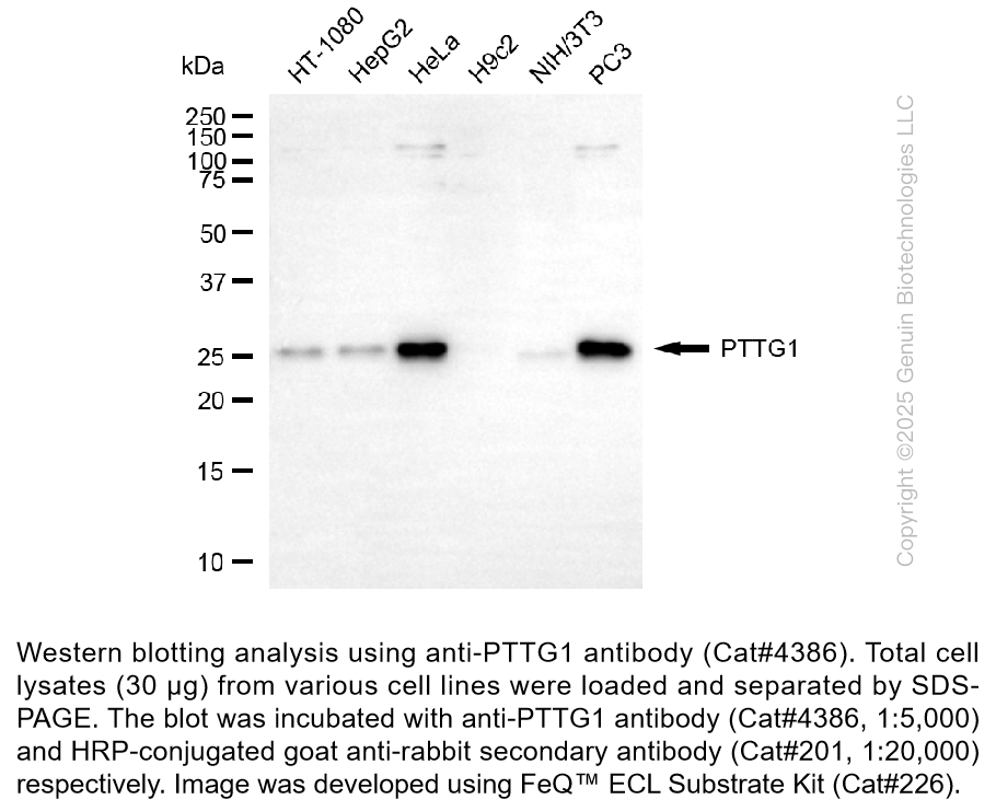 Anti-PTTG1 Rabbit Monoclonal Ab #4386