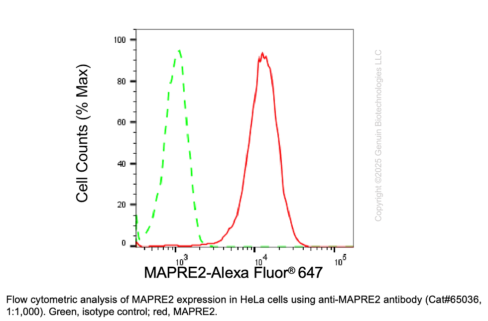 Thumbnail: KD-Validated Anti-MAPRE2 Mouse Monoclonal Ab #65036