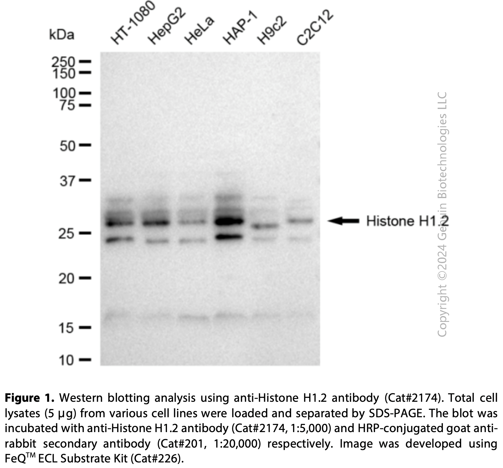Anti-Histone H1.2 Rabbit mAb #2174