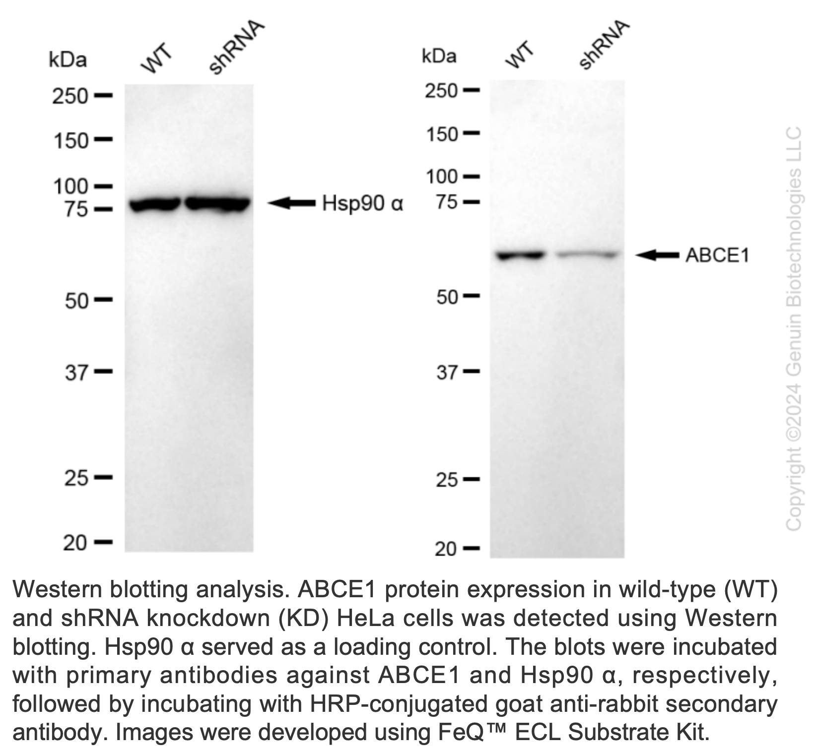 WB-Validated ABCE1 Lentiviral shRNA Knockdown Kit #V61427