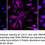 Thumbnail: KD-Validated Anti-PRAS40 Rabbit Monoclonal Antibody#68411