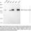 Thumbnail: KD-Validated Anti-Androgen Receptor Rabbit Monoclonal Ab#61358