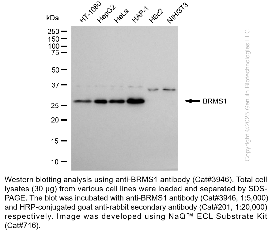 Anti-BRMS1 Rabbit Monoclonal Ab #3946