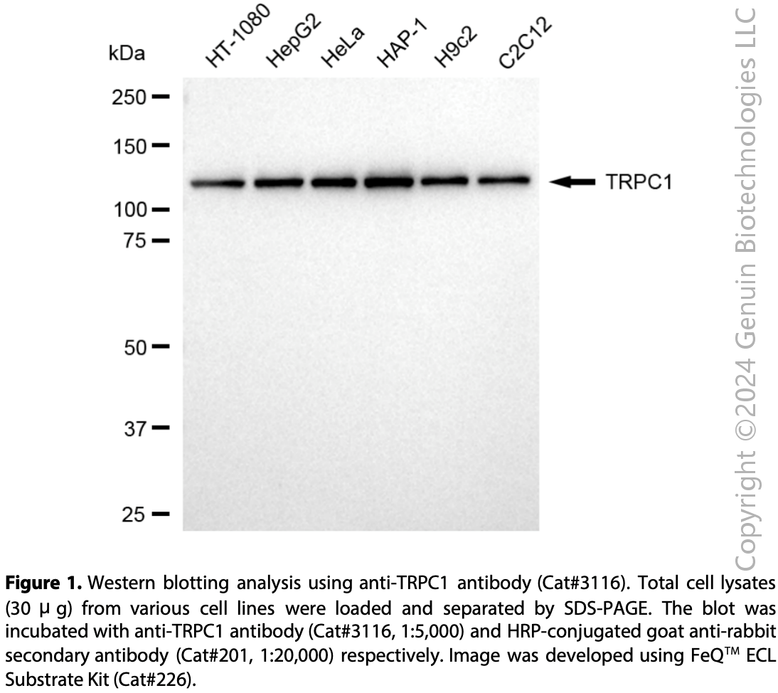 Anti-TRPC1 Rabbit mAb #3116