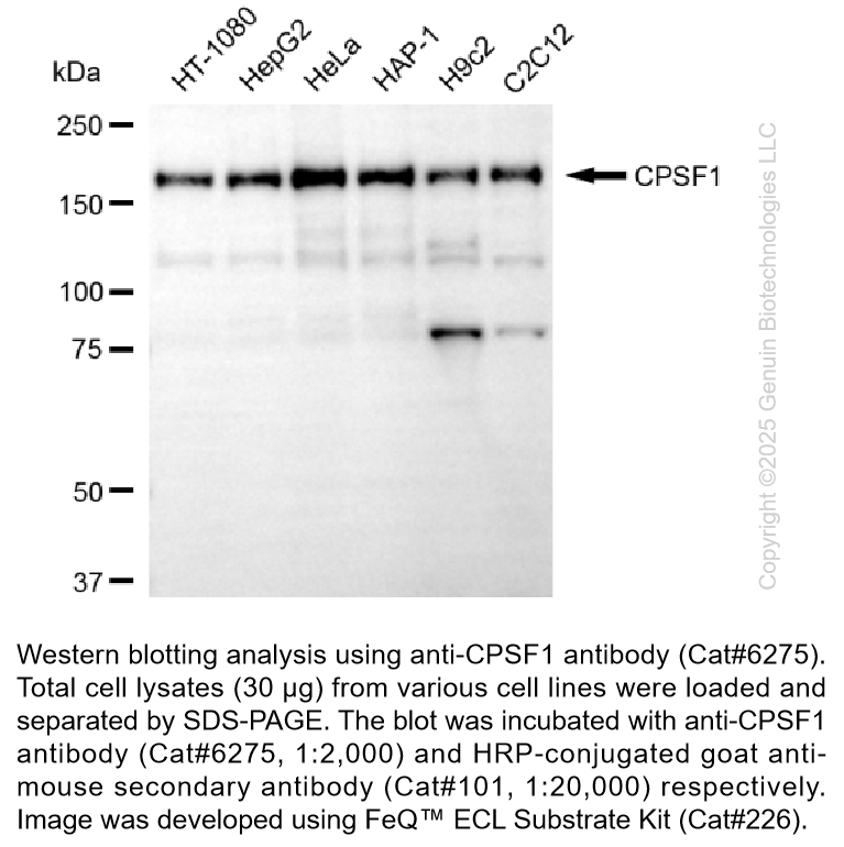 CPSF1 Mouse mAb #6275
