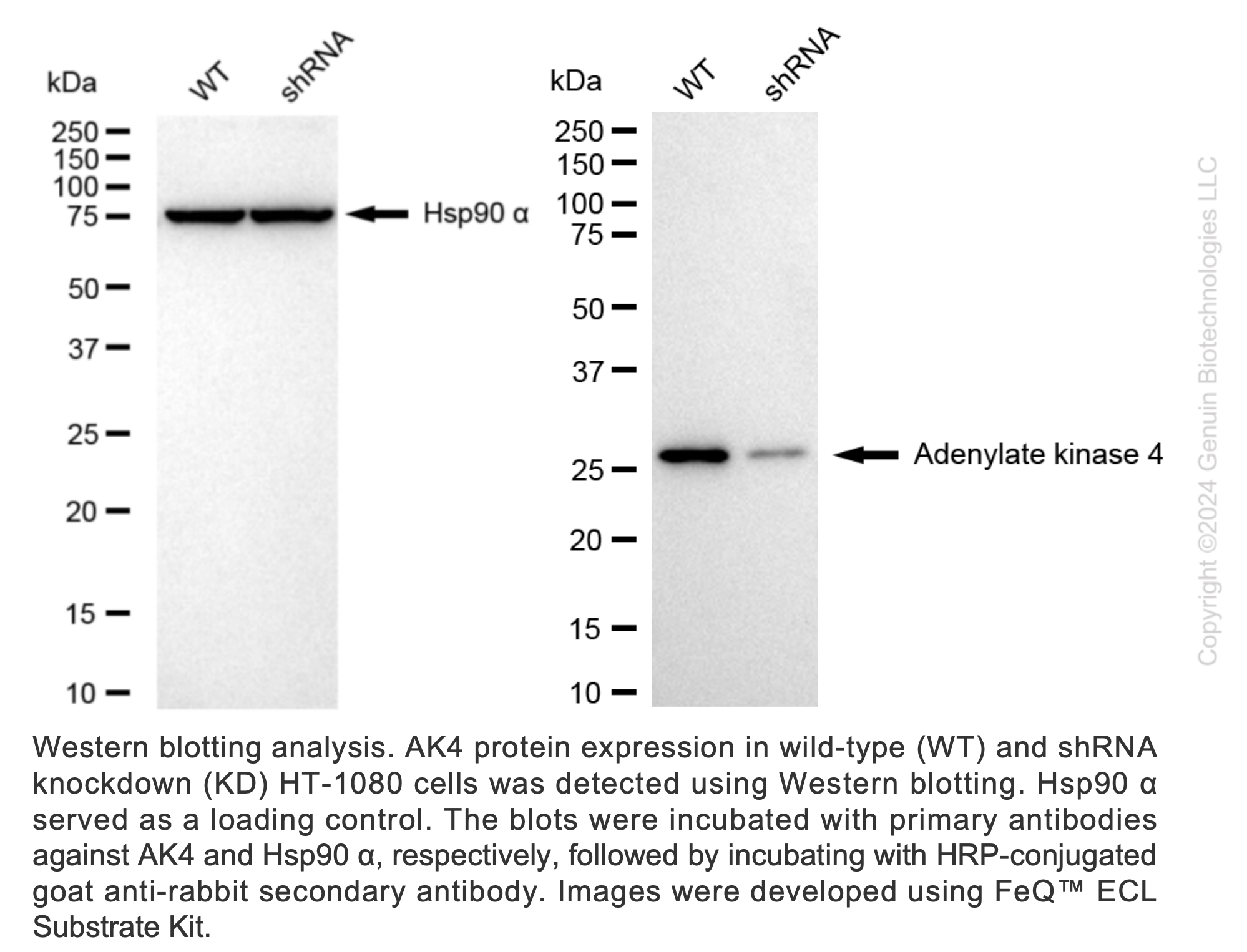 WB-Validated AK4 Knockdown Cell Lysate Kit#L61885